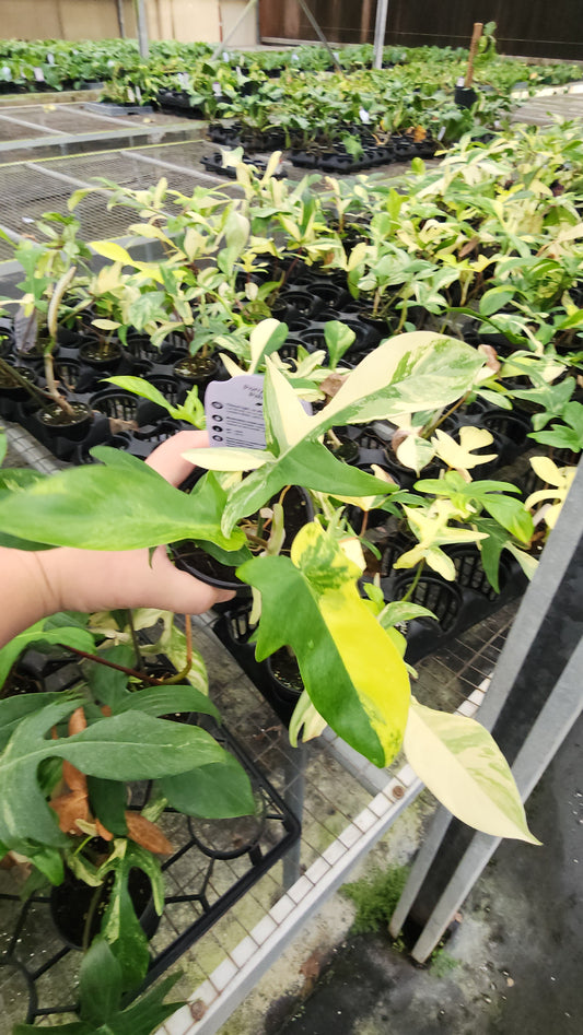 Philodendron Florida Beauty