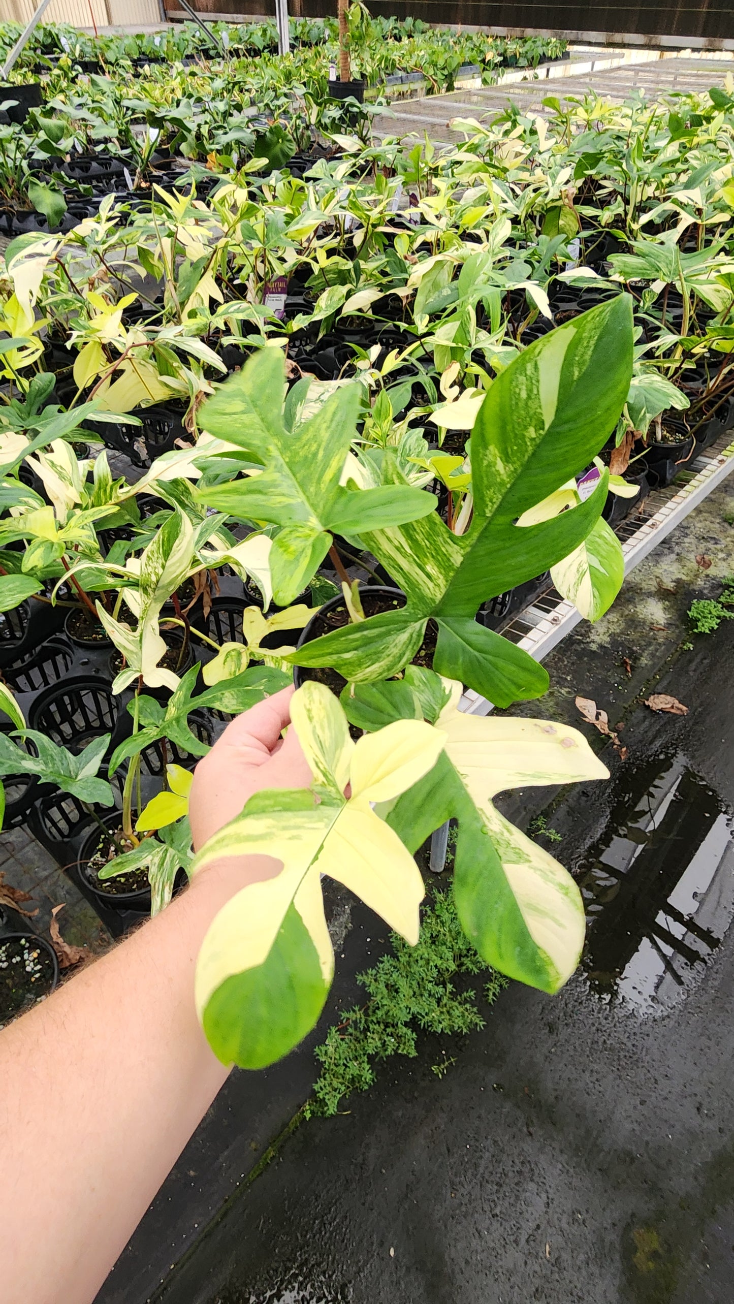 Philodendron Florida Beauty