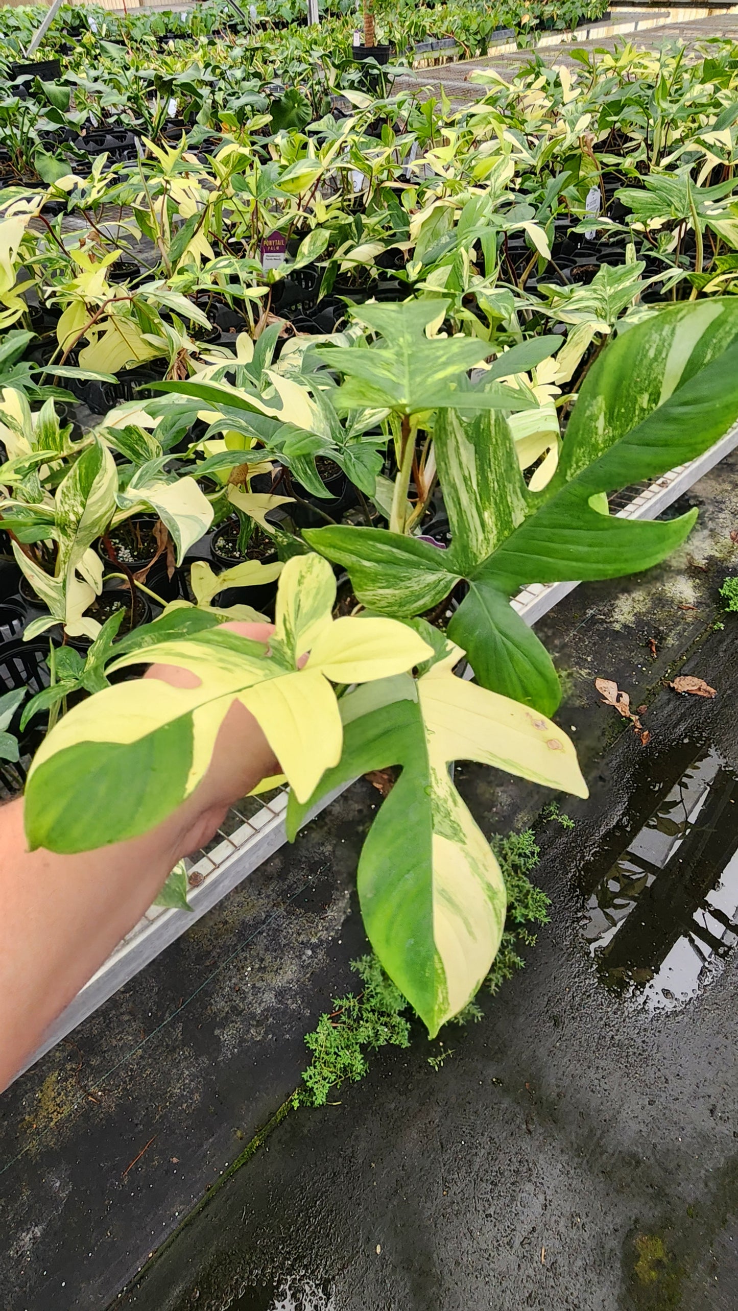 Philodendron Florida Beauty