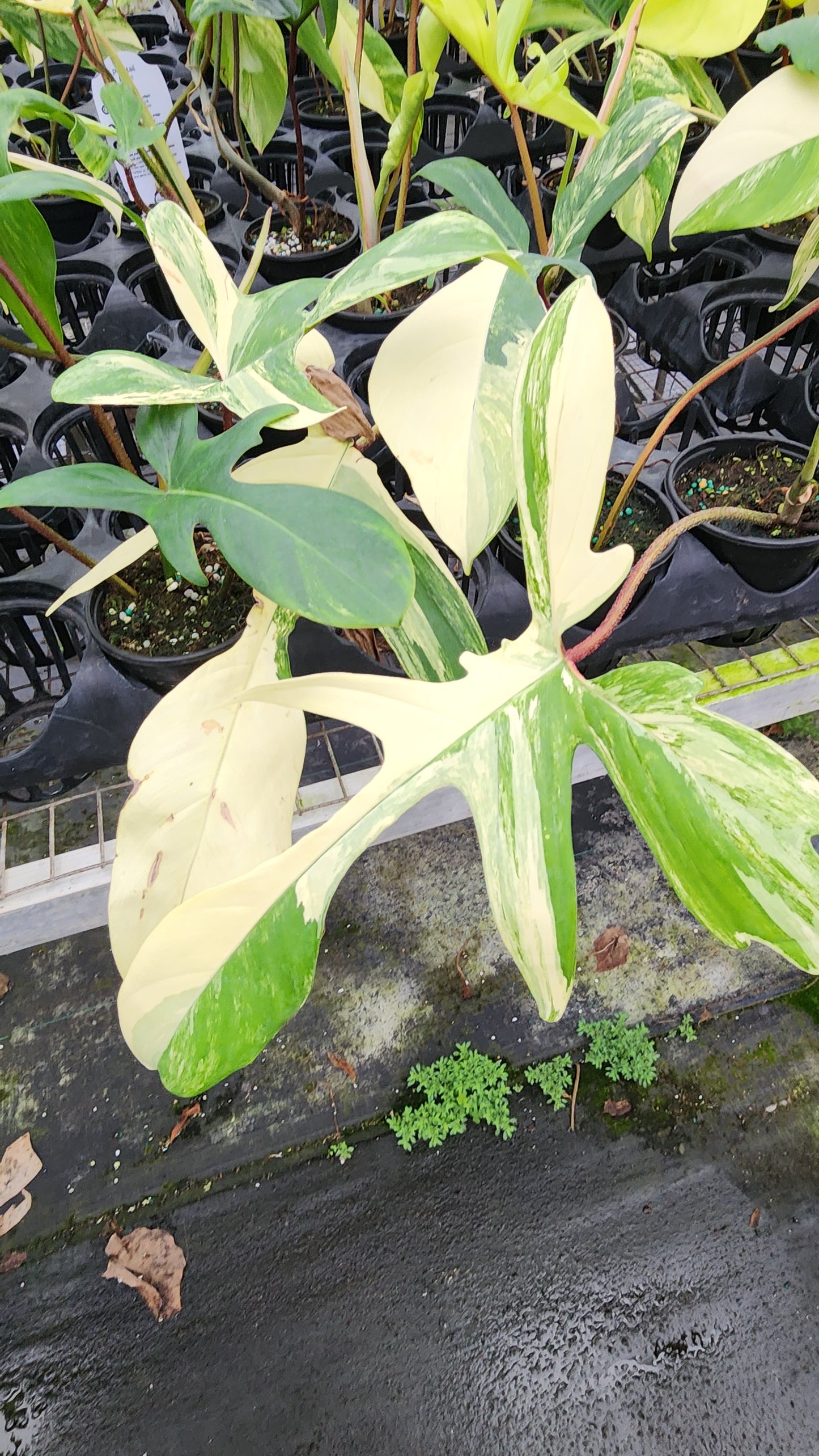 Philodendron Florida Beauty