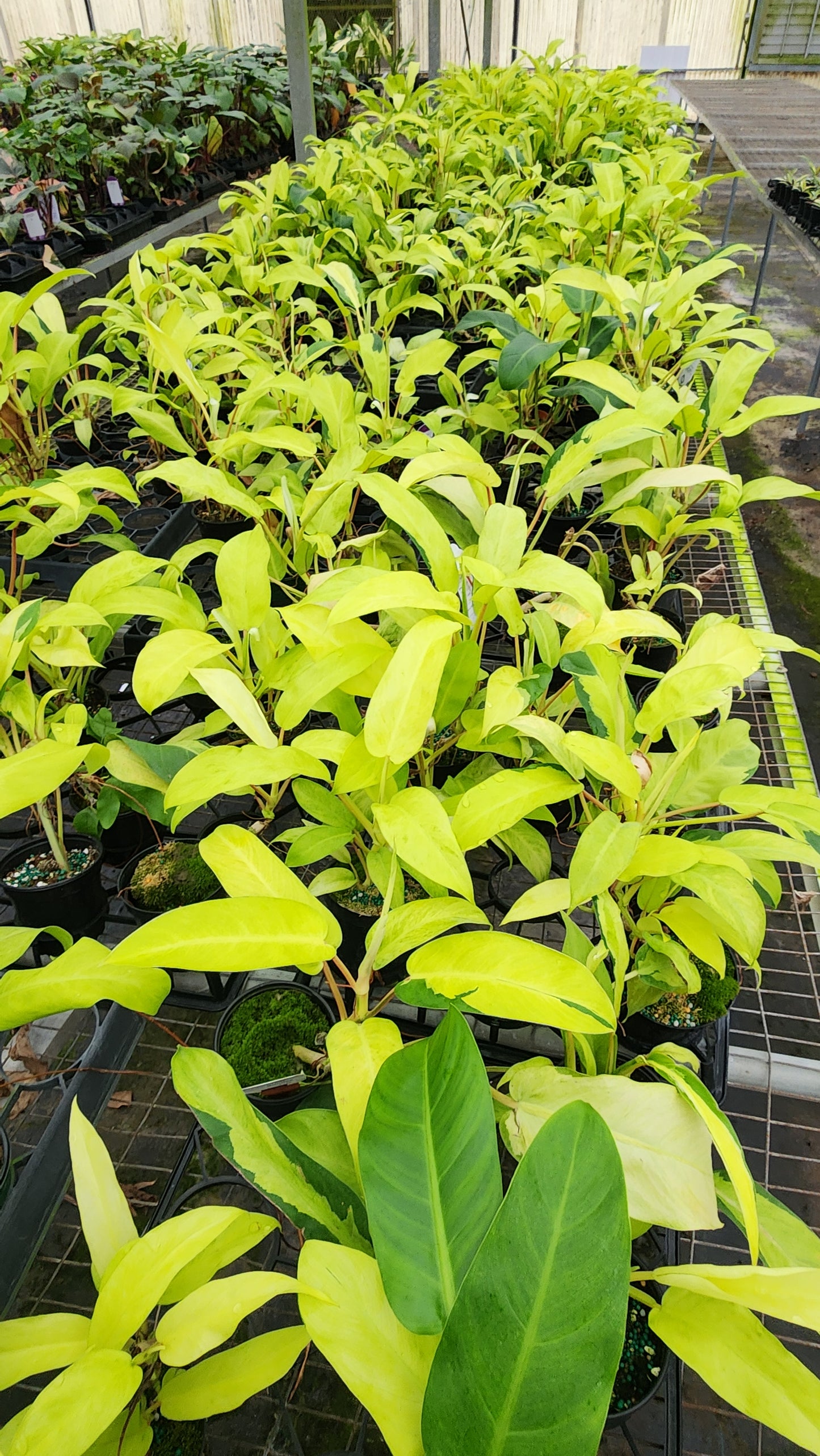 Philodendron Thai Sunrise