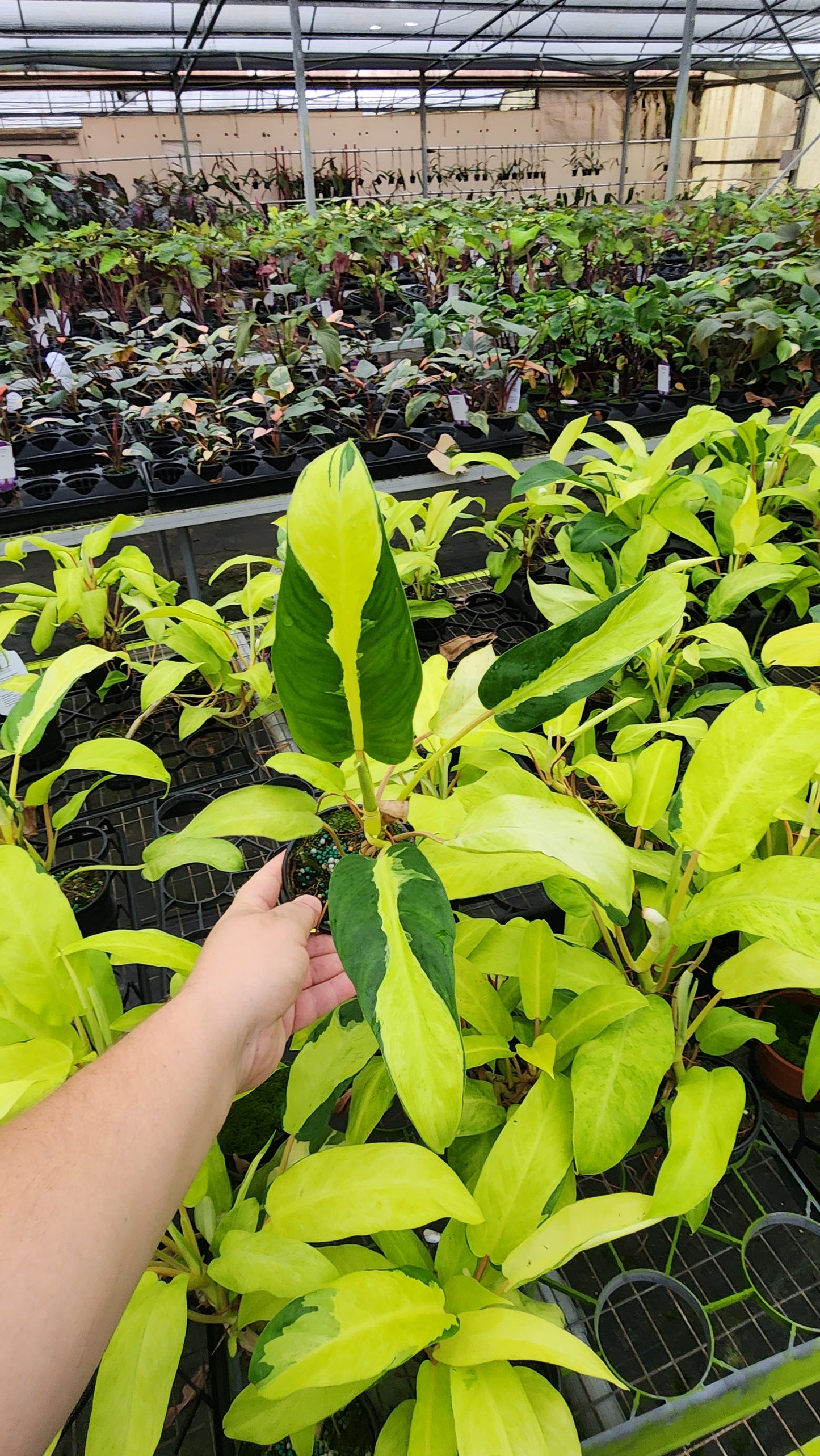 Philodendron Thai Sunrise