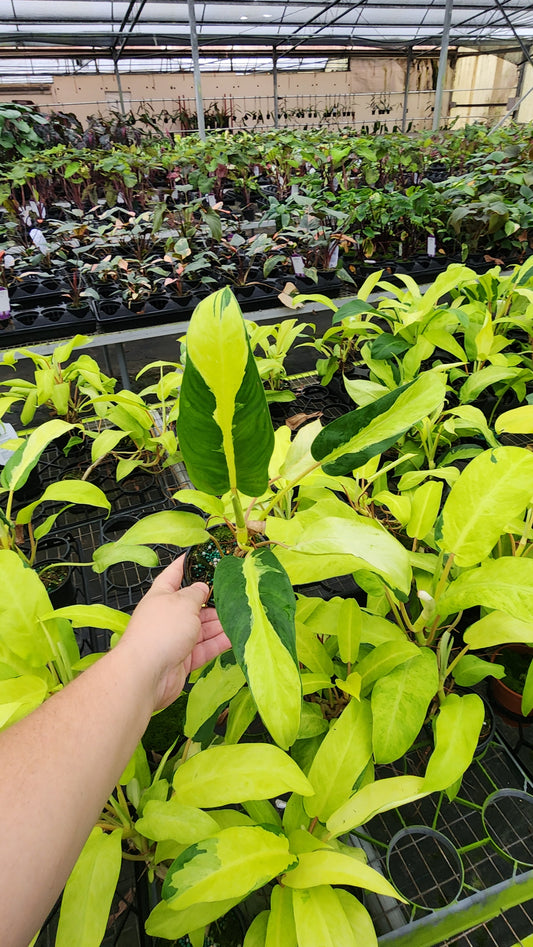 Philodendron Thai Sunrise