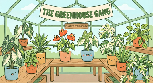 Philodendron Prince of Orange