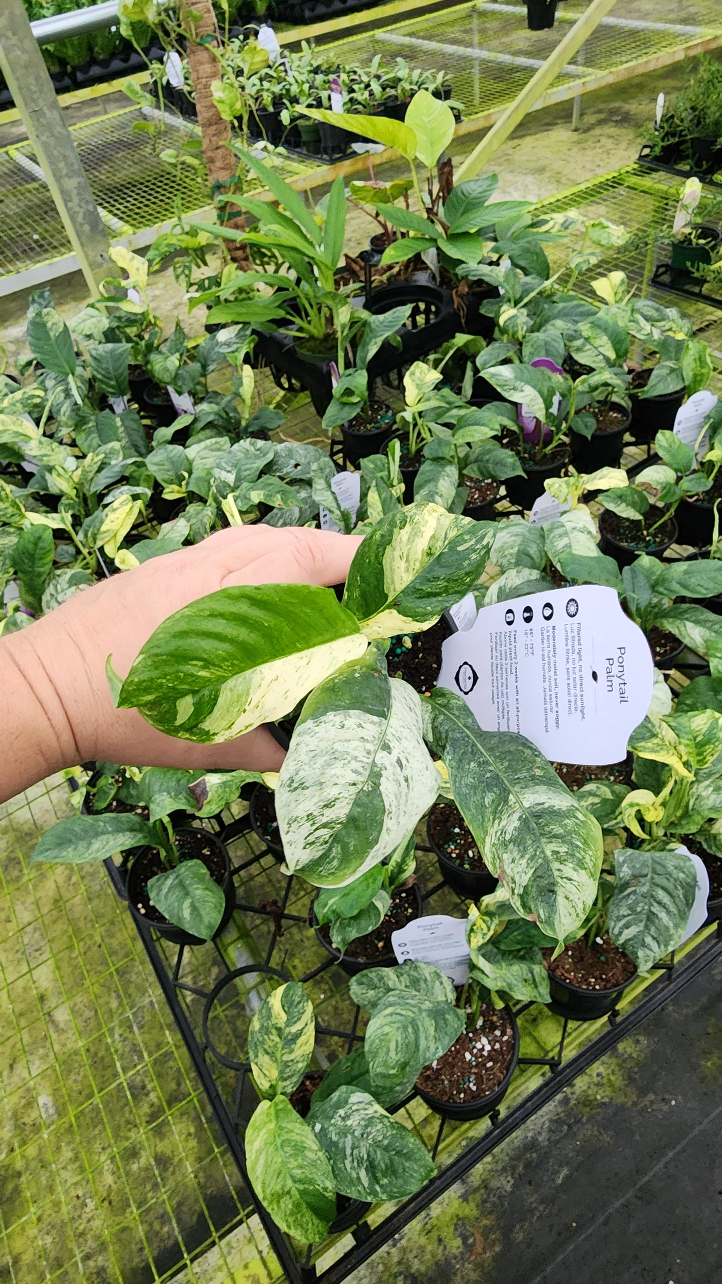 Rahpidophora Puberula