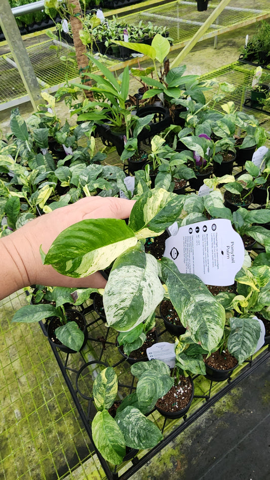 Rahpidophora Puberula