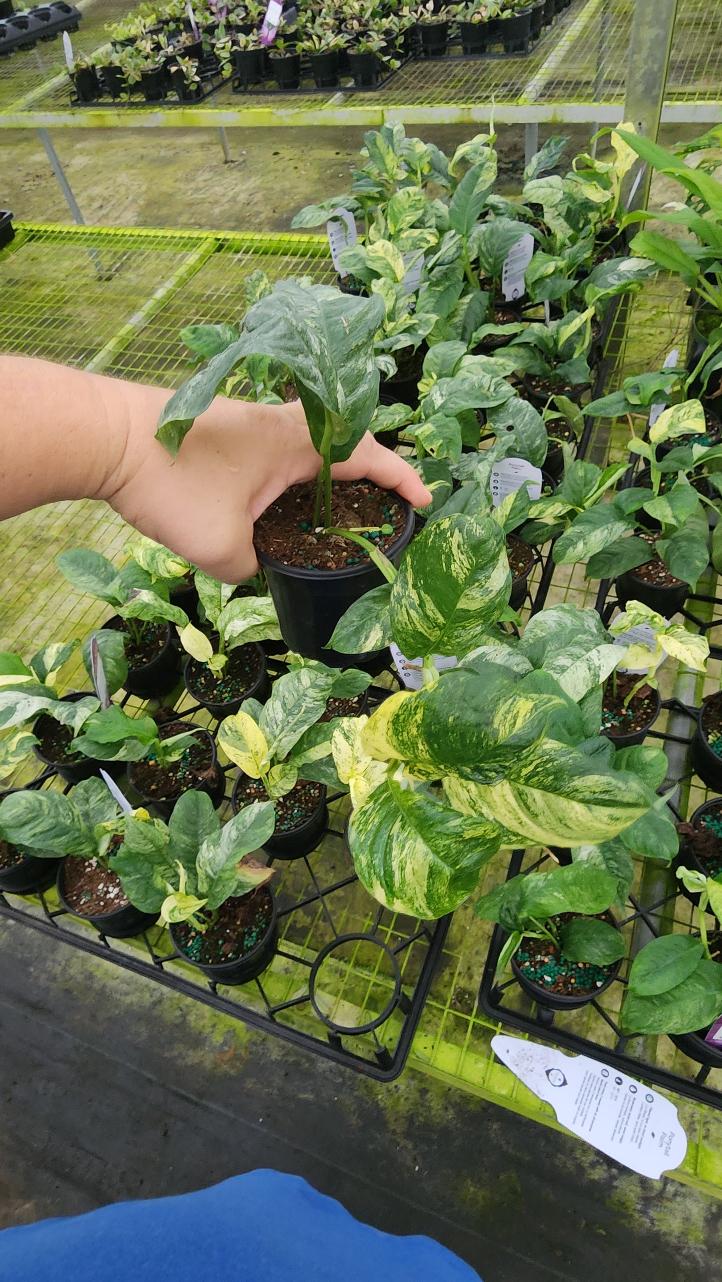 Rahpidophora Puberula