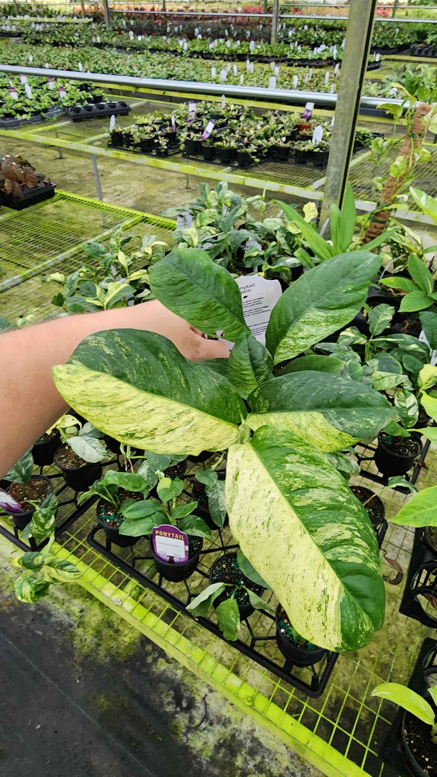 Rahpidophora Puberula