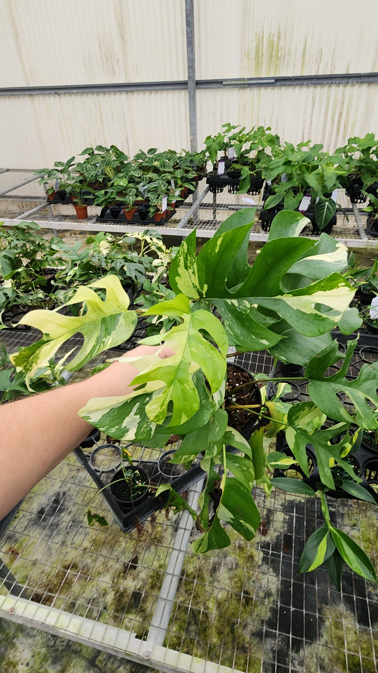 Rhaphidophora Tetrasperma Variegated