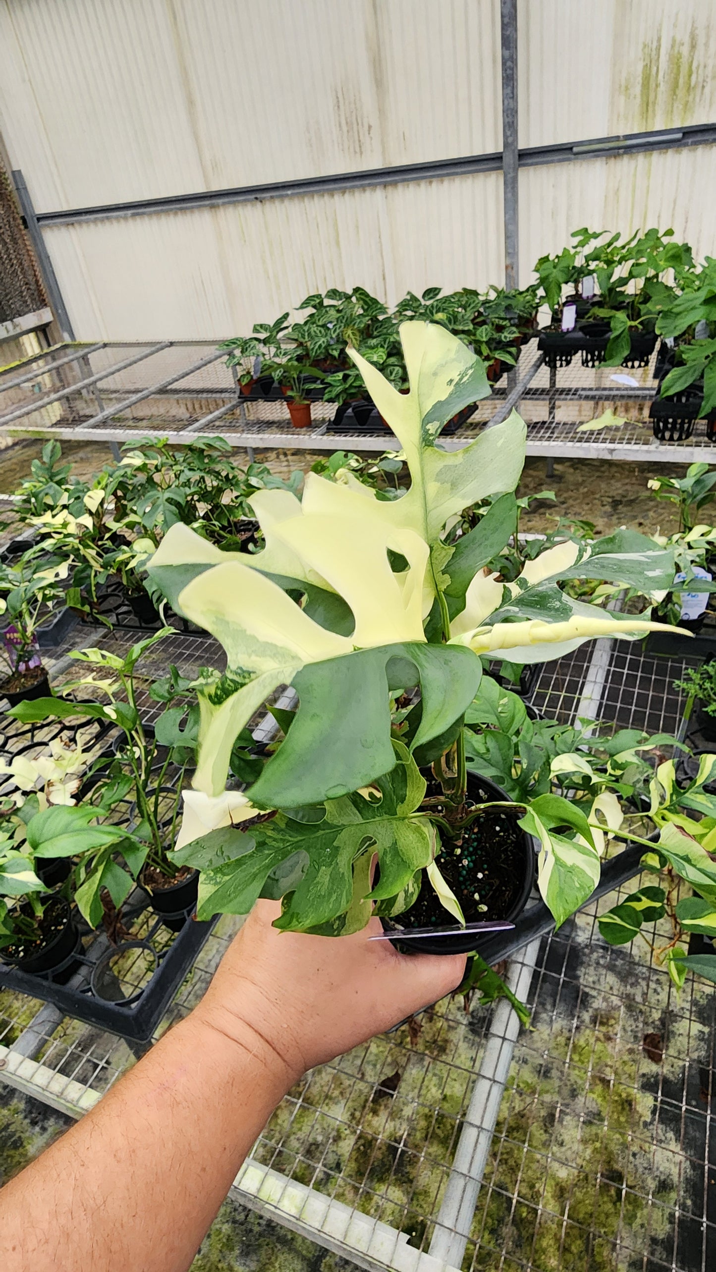 Rhaphidophora Tetrasperma Variegated