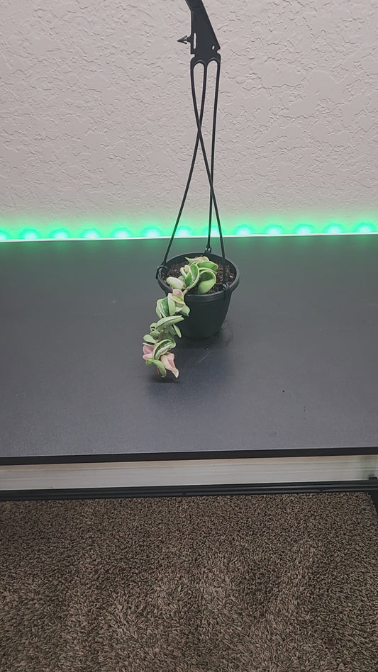 Hoya Variegated Hindu Rope