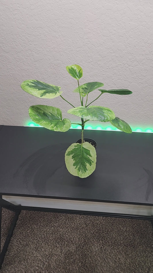 Polyscias Scutellaria Variegated