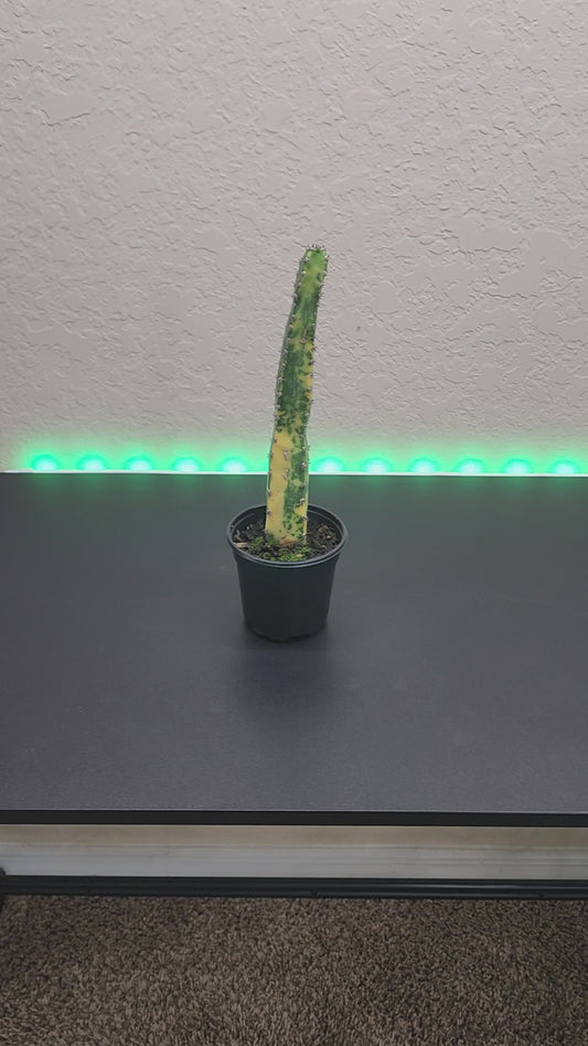 Harrisia Variegated "Queen of the Night"